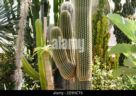 Selektive Fokusaufnahme von saftigen Pflanzen, die im Gewächshaus wachsen Stockfoto