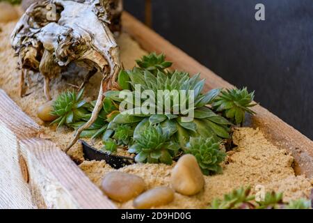 Selektive Fokusaufnahme von saftigen Pflanzen, die im Gewächshaus wachsen Stockfoto
