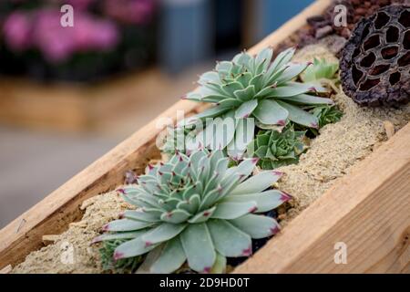 Selektive Fokusaufnahme von echeveria, die im Gewächshaus wächst Stockfoto