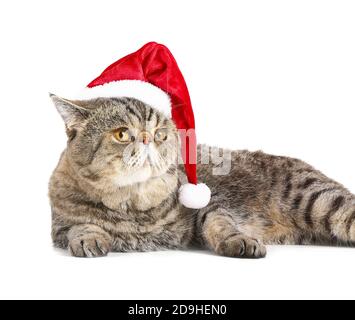Niedliche exotische Kurzhaarkatze in Santa Hut auf weißem Hintergrund Stockfoto