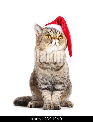 Niedliche exotische Kurzhaarkatze in Santa Hut auf weißem Hintergrund Stockfoto