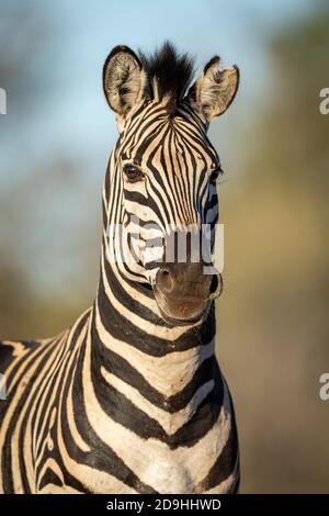 Vertikales Porträt eines erwachsenen Zebras, das die Kamera anschaut goldenes Nachmittagslicht im Kruger Park in Südafrika Stockfoto