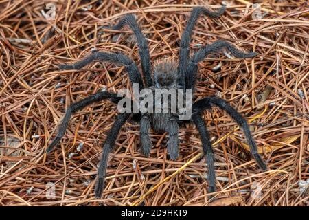Aphonopelma Chalcodes oder The Western Desert Tarantula, Arizona Blonde Tarantula (männlich) oder Mexican Blonde Tarantula (ca. 5" quer) Stockfoto