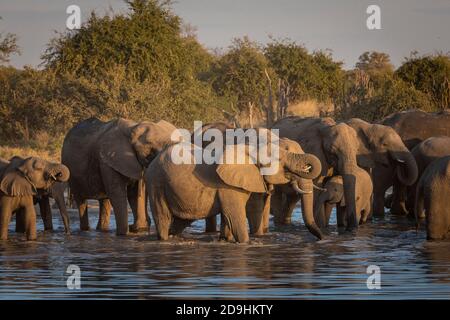 Große Gruppe von Elefanten mit Baby Elefanten im Wasser stehen Trinken im goldenen Nachmittagslicht in Savuti in Botswana Stockfoto