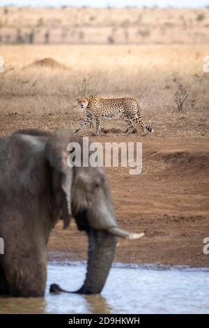 Alert Erwachsenen Gepard zu Fuß in der Nähe von Wasser mit Elefanten in der Vordergrund im Kruger Park in Südafrika Stockfoto