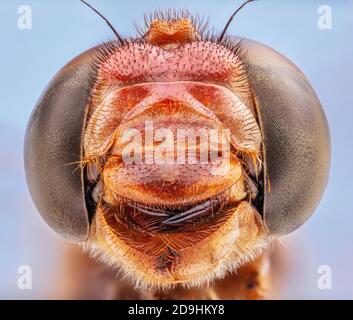 Zusammengesetzte Augen und bösartige Mundparts, Kardinal Meadowhawk Dragonfly, Sympetrum illotum Stockfoto