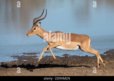 Männliches Impala, das bei warmem Sonnenschein in Kruger am Wasser läuft Park in Südafrika Stockfoto