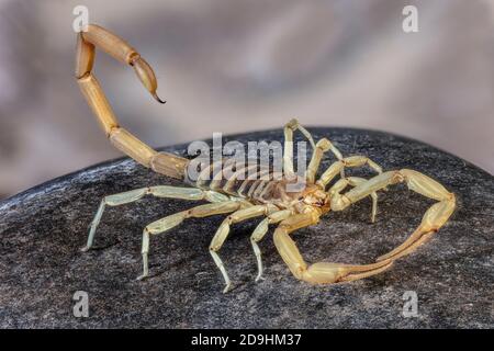 Wüste haarige Scorpion, Hadrurus arizonensis, Arizona Stockfoto