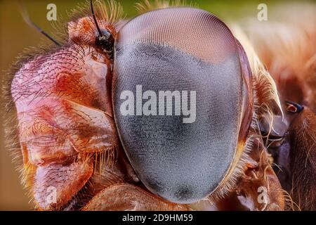 Zusammengesetztes Auge, Kardinal Meadowhawk Libelle Nahaufnahme, Sympetrum illotum Stockfoto