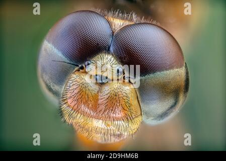 Zusammengesetztes Auge einer Libelle Stockfoto