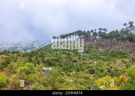 Grüner Kiefernwald am Berghang. Hohe felsige Berge mit bewaldeten Hängen und Gipfeln versteckt in den Wolken. Schwerer Nebel in den Bergen auf einer Wolke Stockfoto