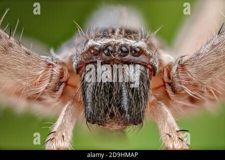 Giant Crab Spider, Fuchsjagd giganteus Stockfoto