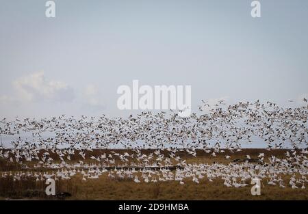 Richmond, Kanada. November 2020. Schwärme von Schneegänsen heben sich von einem Feld am West Dyke Trail in Richmond, British Columbia, Kanada, 5. November 2020 ab. Quelle: Liang Sen/Xinhua/Alamy Live News Stockfoto