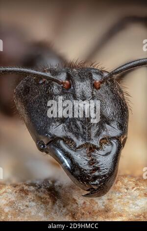 Riesenforstanze Kopf 2.5x, Camponotus gigas Stockfoto