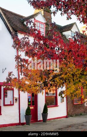 Liquidambar styraciflua Baum im Herbst vor dem Abingdon Spice Restaurant in einer breiten Straße. Abingdon on Thames, Oxfordshire, England Stockfoto