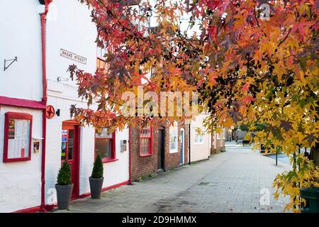 Liquidambar styraciflua Baum im Herbst vor dem Abingdon Spice Restaurant in einer breiten Straße. Abingdon on Thames, Oxfordshire, England Stockfoto