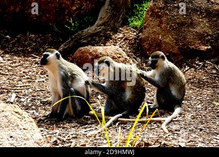 Familienliebe - du kratzt mir den Rücken - und ich kratze dir deinen.Vater, Mutter und Junior Vervet Monkeys im Werribee Open Range Zoo in Victoria, Australien. Stockfoto