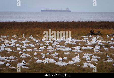 Richmond, Kanada. November 2020. Schwärme von Schneegänsen landen auf einem Feld am West Dyke Trail in Richmond, British Columbia, Kanada, 5. November 2020. Quelle: Liang Sen/Xinhua/Alamy Live News Stockfoto