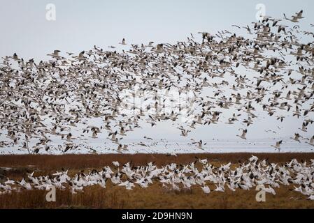 Richmond, Kanada. November 2020. Schwärme von Schneegänsen heben sich von einem Feld am West Dyke Trail in Richmond, British Columbia, Kanada, 5. November 2020 ab. Quelle: Liang Sen/Xinhua/Alamy Live News Stockfoto