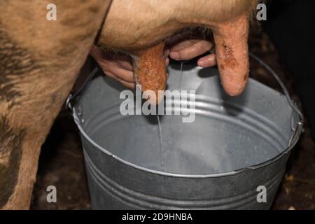 Melkkuh. Detail der manuellen Milch Melken in kleinen ländlichen Bauernhof Stockfoto