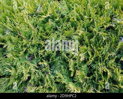 Nahaufnahme der Thuja grünen Äste, Natur Textur Hintergrund Stockfoto