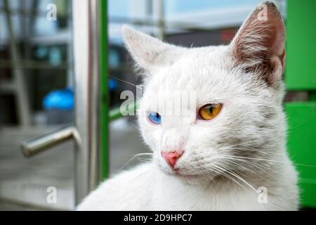 Porträt einer obdachlosen weißen schmutzigen Katze mit Heterochromie Stockfoto