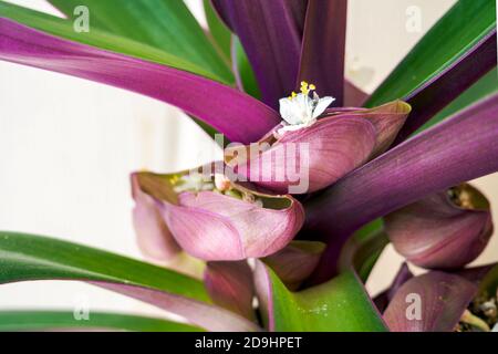 Weiße Blume der Tradescantia spathacea in der Blüte. Moses-in-the-Cradle-Blütenstand Stockfoto