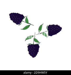 Beeren Früchte Brombeeren isoliert auf weißem Hintergrund Stock Vektor