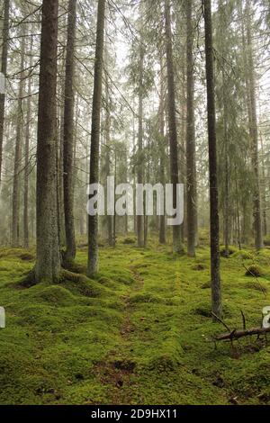 Pfad führt in nebligen magischen Wald. Wald in Schweden Stockfoto