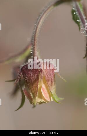 Geum Rivale Blume, Nahaufnahme, lokaler Fokus Stockfoto