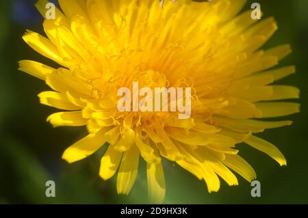 Löwenzahn Blumen auf einer Wiese in der Nähe erschossen Stockfoto