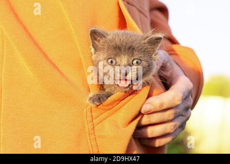 Graue Katze in den Händen. Kätzchen lächelnd sitzt in der Tasche der orangefarbenen Kleidung. Speicherplatz kopieren. Stockfoto