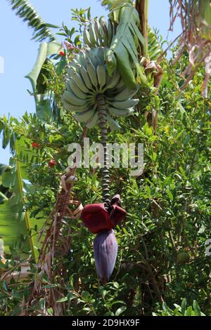 Bündel von Ananas wächst von Baum im Sommer in Griechenland, Bananenblüte Stockfoto
