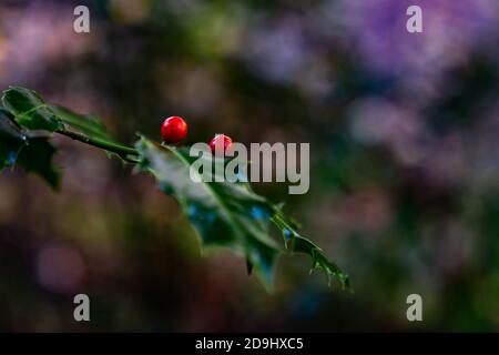 Lorbeerblätter mit roten Beeren im dunklen Wald. Mit schönem Bokeh. Stockfoto