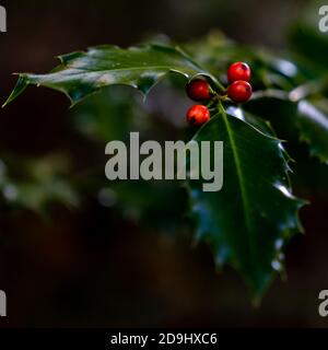 Lorbeerblätter mit roten Beeren im dunklen Wald. Mit schönem Bokeh. Stockfoto