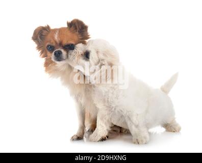 Junge Bichon Frise und chihuahua vor weißem Hintergrund Stockfoto