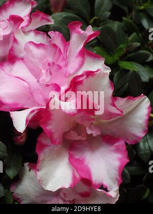 Nahaufnahme der Floribunda Blume Stockfoto
