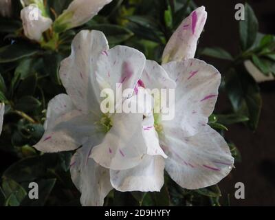 Nahaufnahme der Floribunda Blume Stockfoto