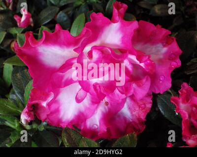 Nahaufnahme der Floribunda Blume Stockfoto