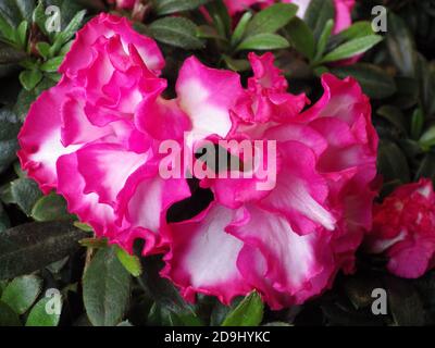 Nahaufnahme der Floribunda Blume Stockfoto