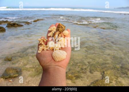 Ein Bündel Muscheln, Muscheln und Seesteine auf den Palmen mit Blick auf den Ozean platziert. Stockfoto