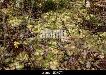 Sedum violett. Hase-Kohl. Skripun. Stockfoto