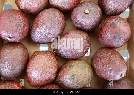 Box mit Avocado hass auf dem Markt Stockfoto