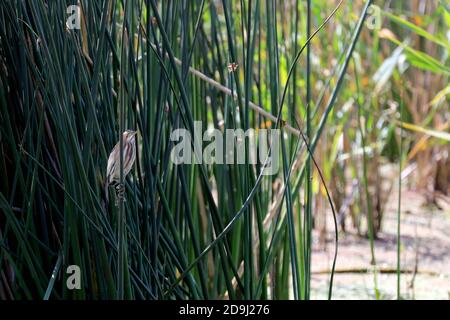 Eine kleine Seeschwalbe oder gewöhnliche Seeschwalbe (Ixobrychus minutus) im Intaka Bird Sanctuary in der Nähe von Kapstadt, Südafrika. Stockfoto