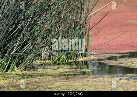 Malachit-Eisvogel (Alcedo Cristata) bei Intaka Vogelschutzgebiet in der Nähe von Kapstadt. Stockfoto