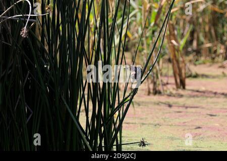 Eine kleine Seeschwalbe oder gewöhnliche Seeschwalbe (Ixobrychus minutus) im Intaka Bird Sanctuary in der Nähe von Kapstadt, Südafrika. Stockfoto