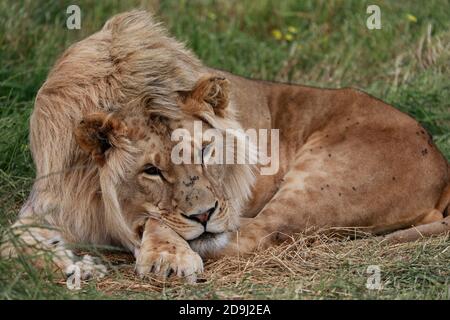 Junger männlicher Löwe (Panthera leo) im Drakenstein Lion Park, Klapmuts, Cape Winelands, Südafrika. Stockfoto