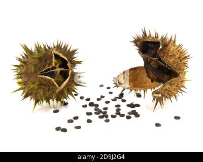 Hülse und Samen von Jimson Weed isoliert auf weißem Hintergrund. Datura stramonium Stockfoto