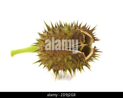 Hülsensamen von Jimson Weed isoliert auf weißem Hintergrund. Datura stramonium Stockfoto