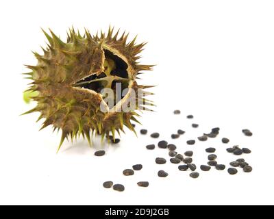 Hülse und Samen von Jimson Weed isoliert auf weißem Hintergrund. Datura stramonium Stockfoto